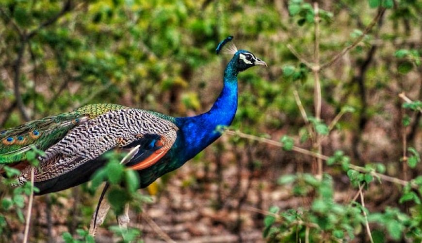 jim corbett